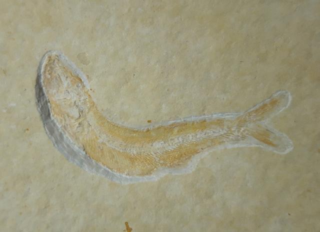 Leptolepides sprattiformis (BLAINVILLE 1818) - Bild &copy; FossNet FossilienStore